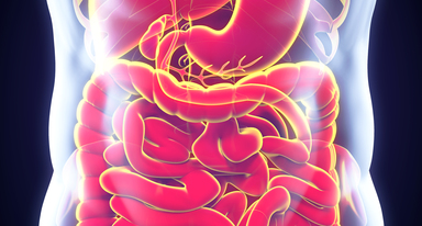 Механизм работы и физиология желудочно-кишечного тракта